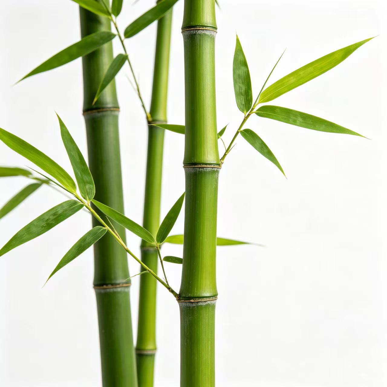 Bamboo for bamboo vinegar ingredient
