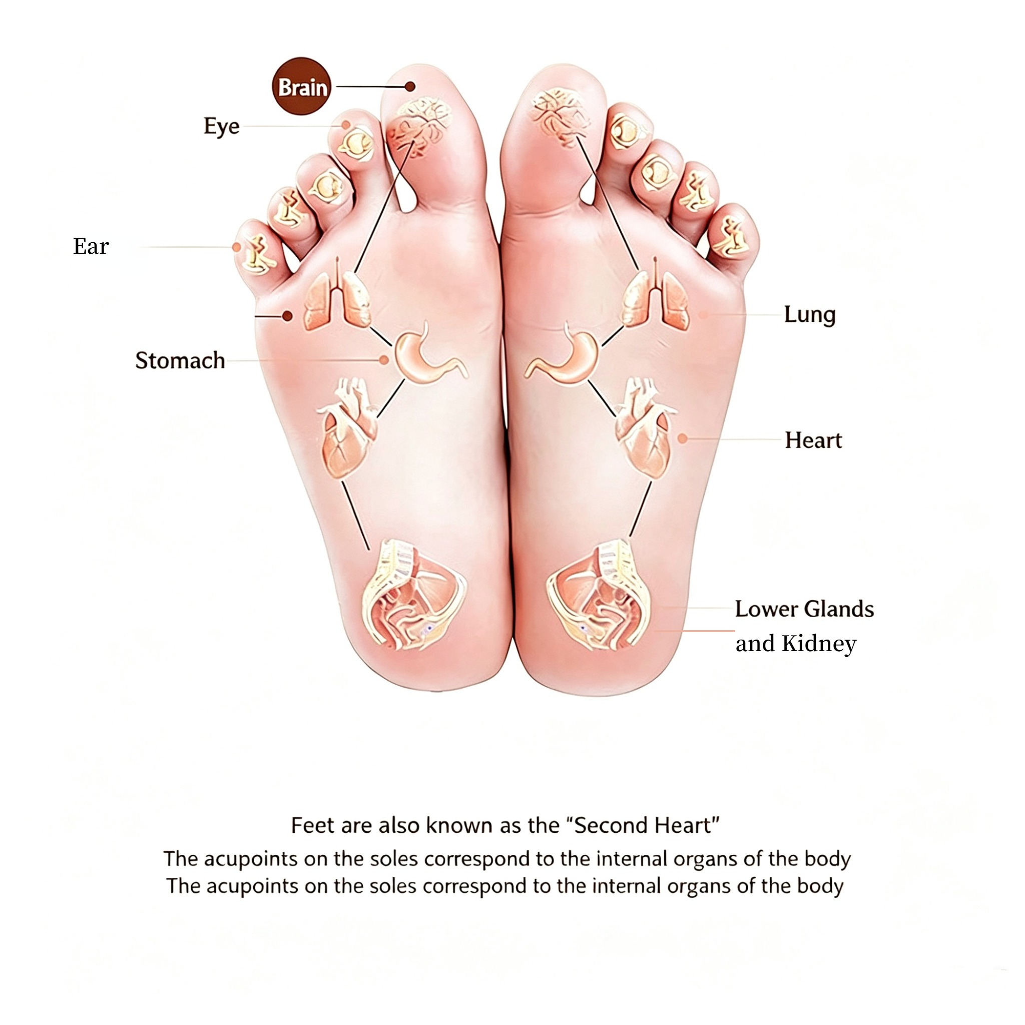Foot reflexology and acupoint chart showing body connections through the soles