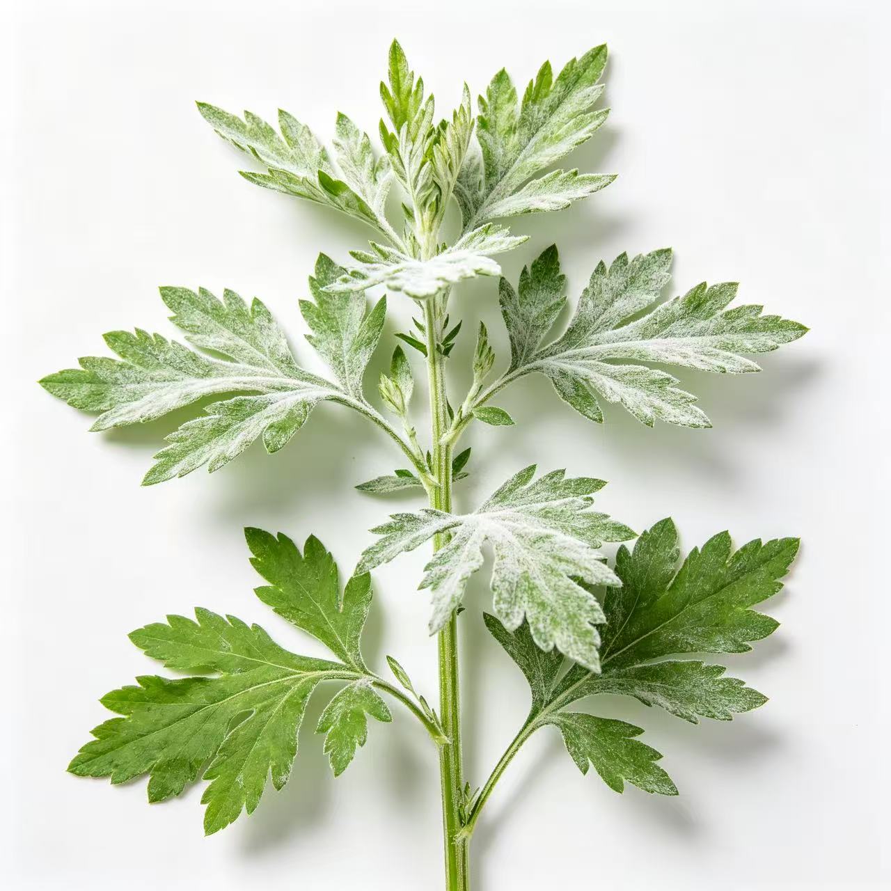 Mugwort leaves